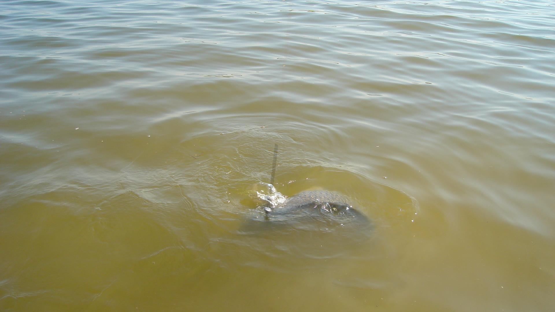 Tâncăbeşti  - dsc03326.JPG